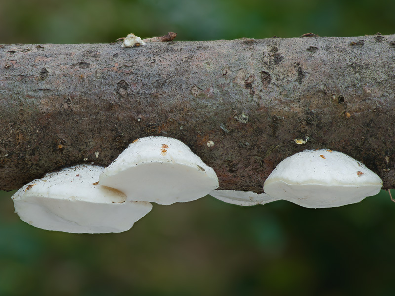 Tyromyces chioneus